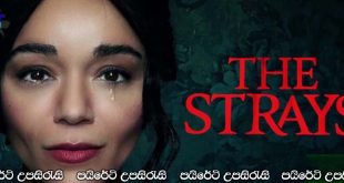 The Strays (2024) Sinhala Subtitles | අයාලේ යාම.. [සිංහල උපසිරැසි සමඟ]